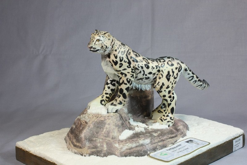 Leopardo de las Nieves