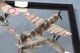 Caudron CR.714 Rs models