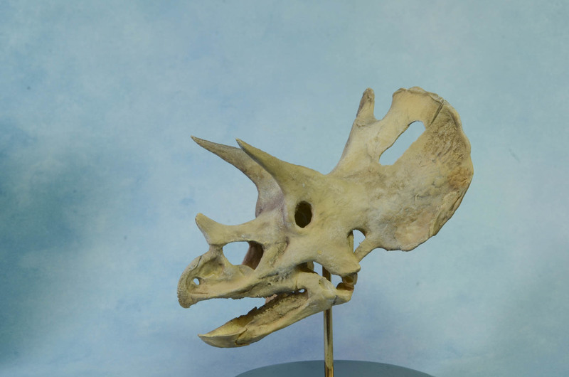 Cráneo de Triceratops